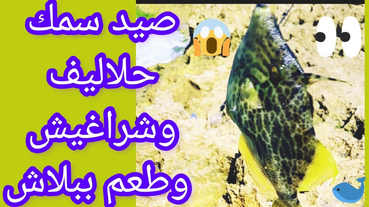صيد سمك شراغيش وحلاليف وطعم ببلاش💪 جزيرة ميامي