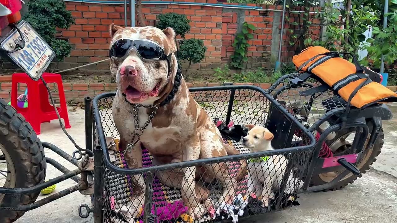 Bring your pets for a walk around the house.