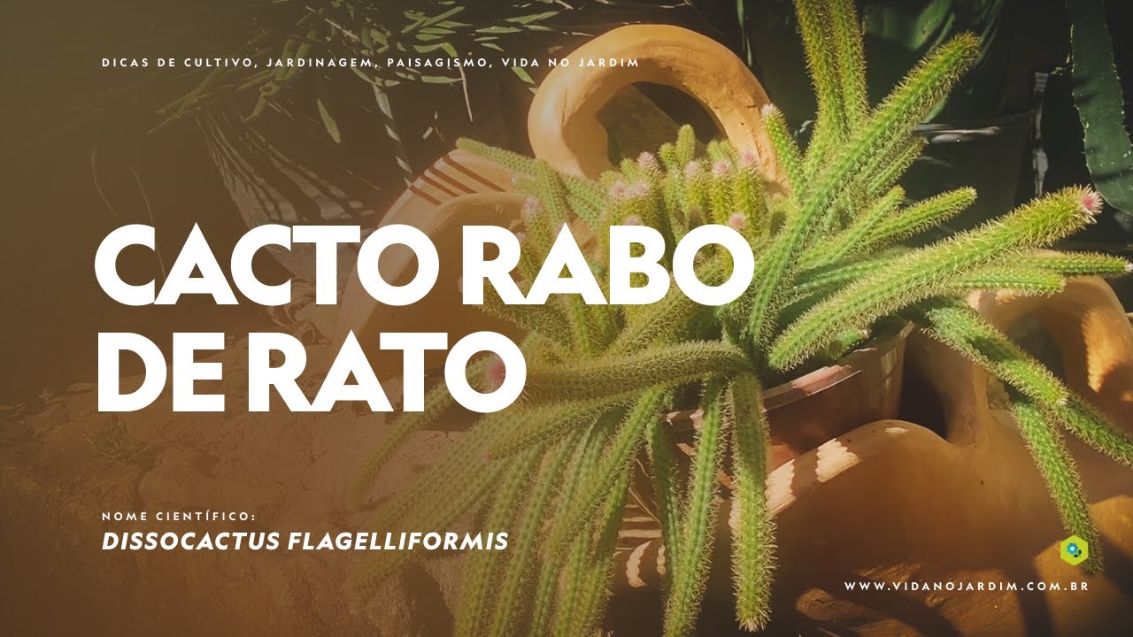 CACTO RABO DE RATO