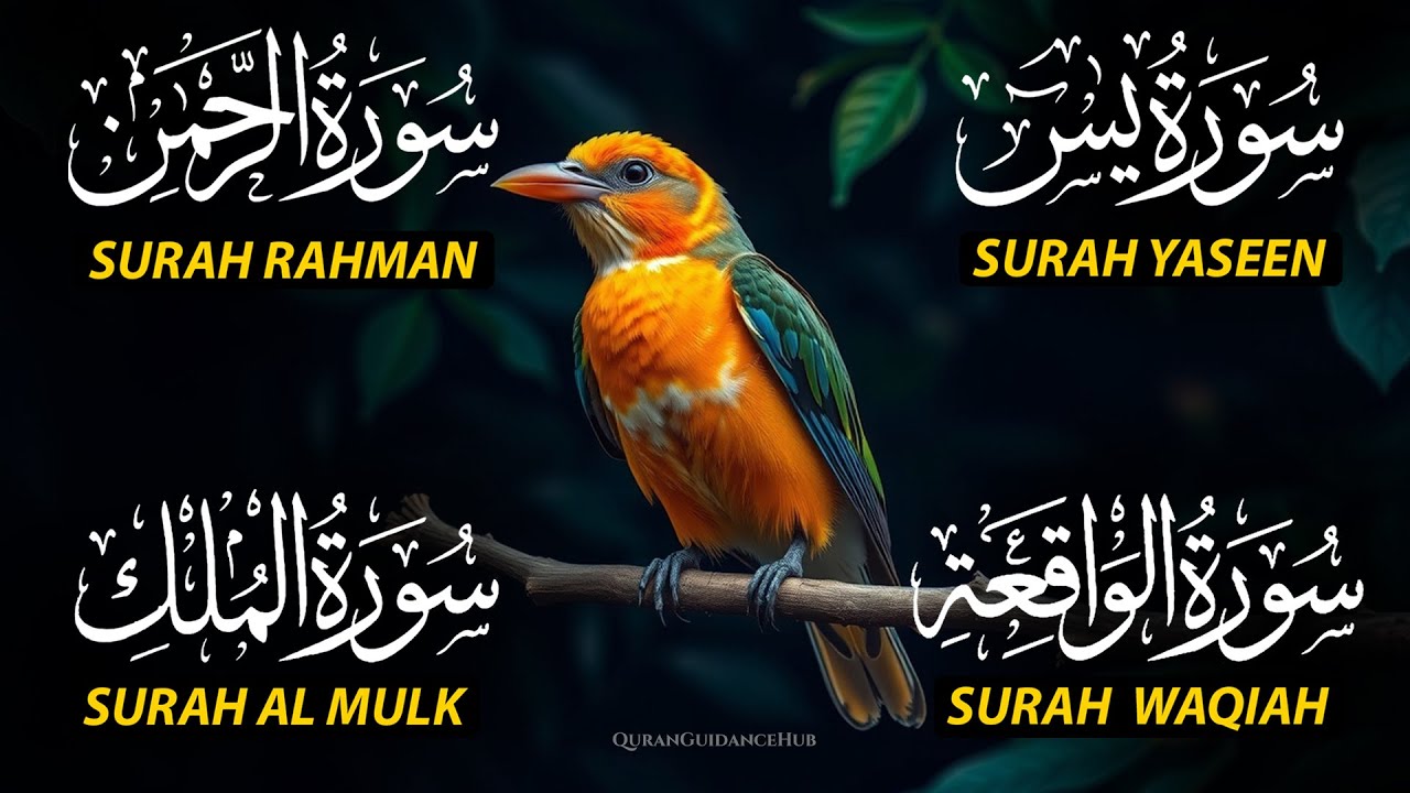 The Best Recitation Surah Yaseen (Yasin) | Surah Rahman | Surah Waqiah | Surah Mulk