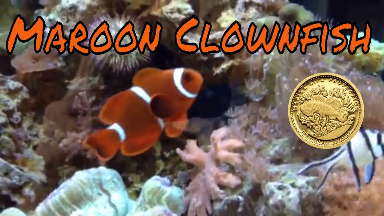 Maroon Clownfish Care Guide