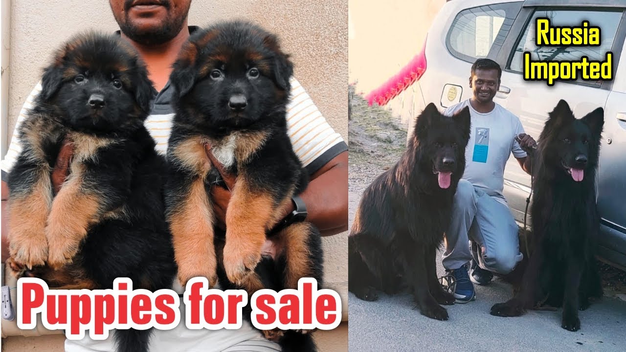 Long Coat German Shepherd Puppies | Ram Lakshmi's Kennel at Hosur | Dreamer Paul Vlog
