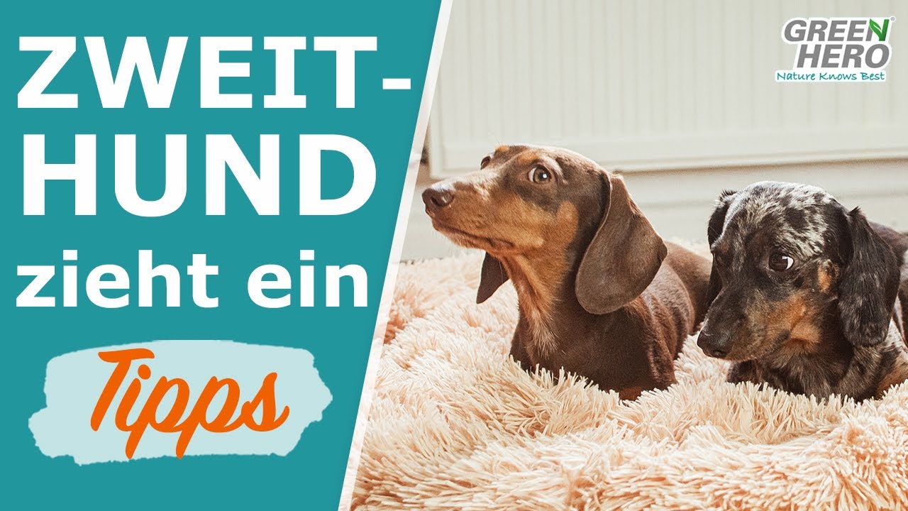 Zweithund Erfahrungen 🐕 10 Tipps für eine Zusammenführung von Hunden