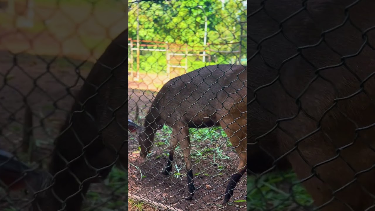 Majestic Deer Life in Sri Lanka 🦌 Peaceful Wildlife Moments #shorts #srilankananimals