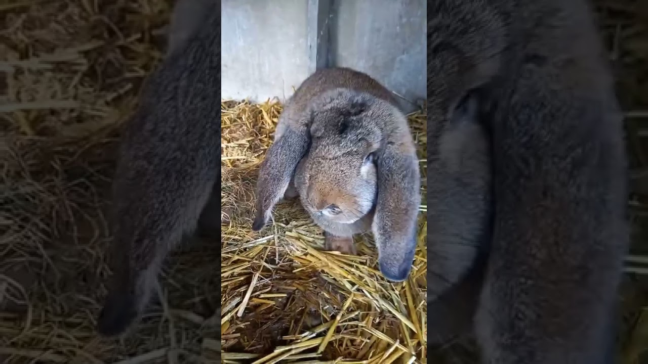 L'élevage de lapins #5 Les jeunes de 3 à 6 semaines  & le sevrage !