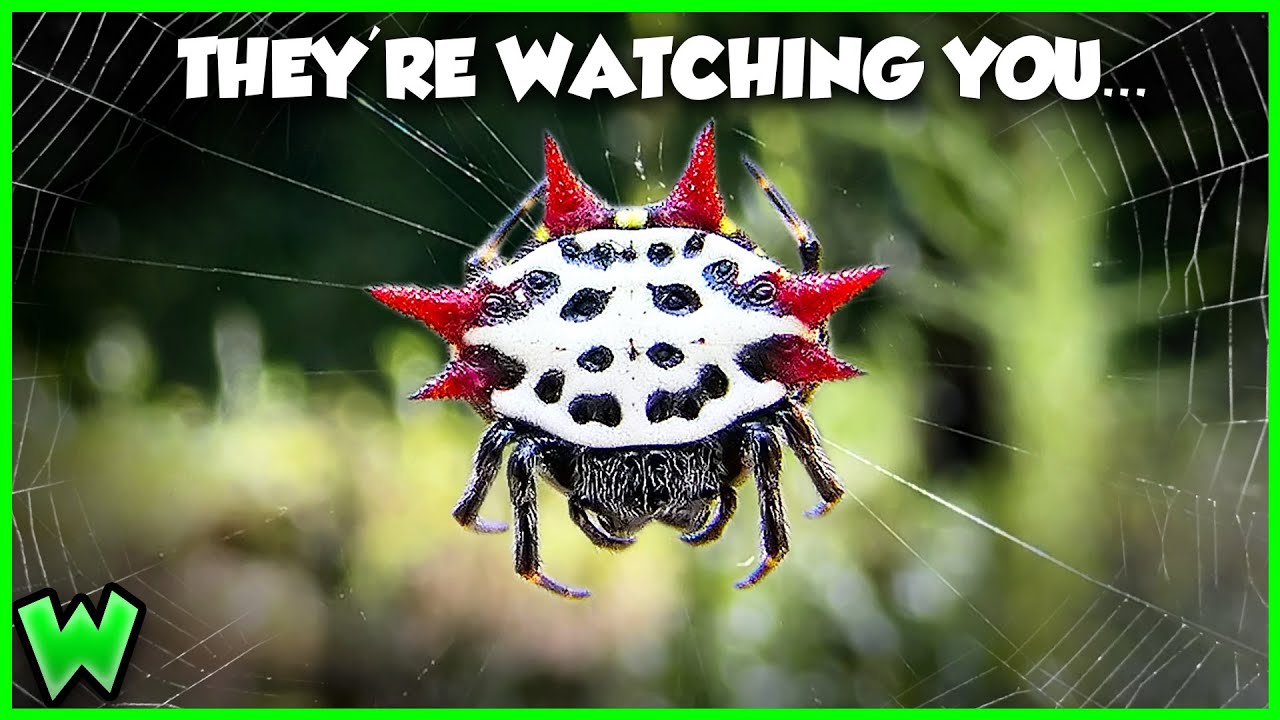 EVERY Spider in Your Backyard Explained (ft. @Travis McEnery )