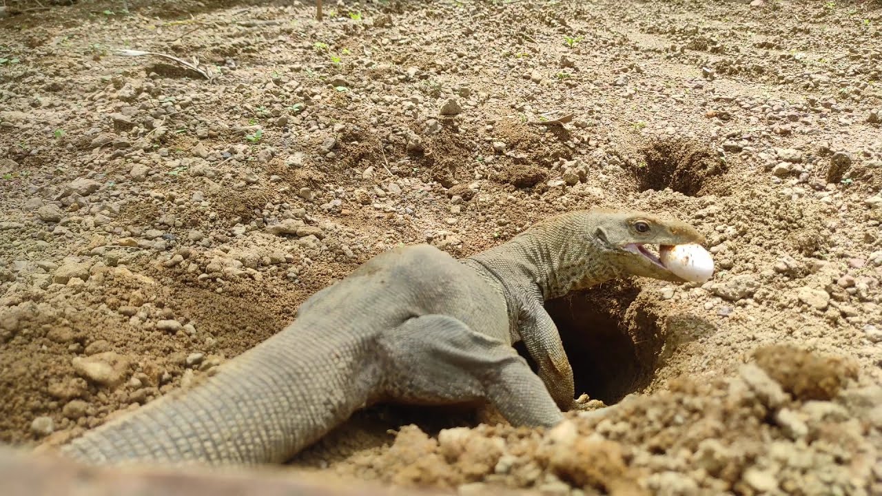 monitor lizards eats their own eggs