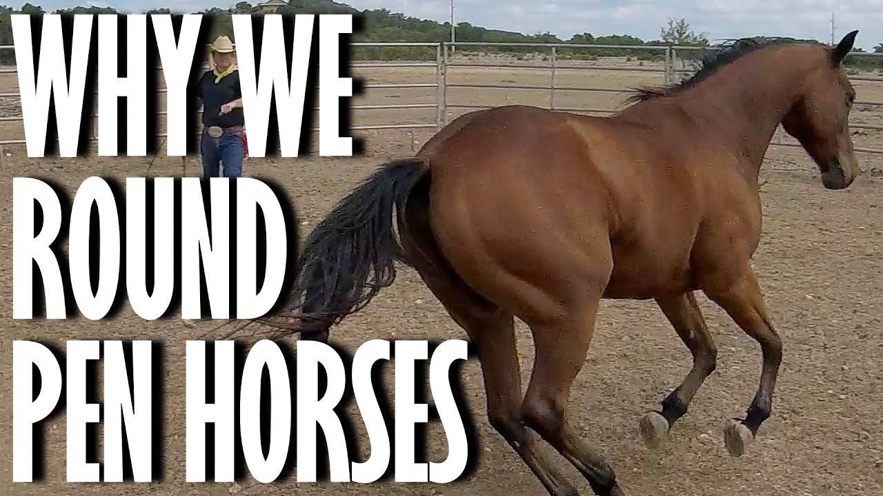 Groundwork for Horses: Round Penning for Respect (An Overview)