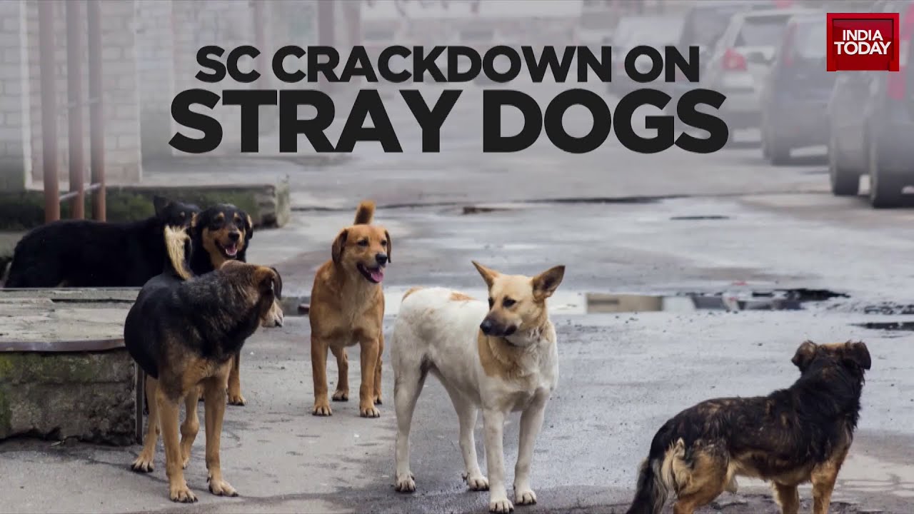 Supreme Court Directs Delhi NCR Stray Dog Relocation To Shelters Amidst Debate | India Today