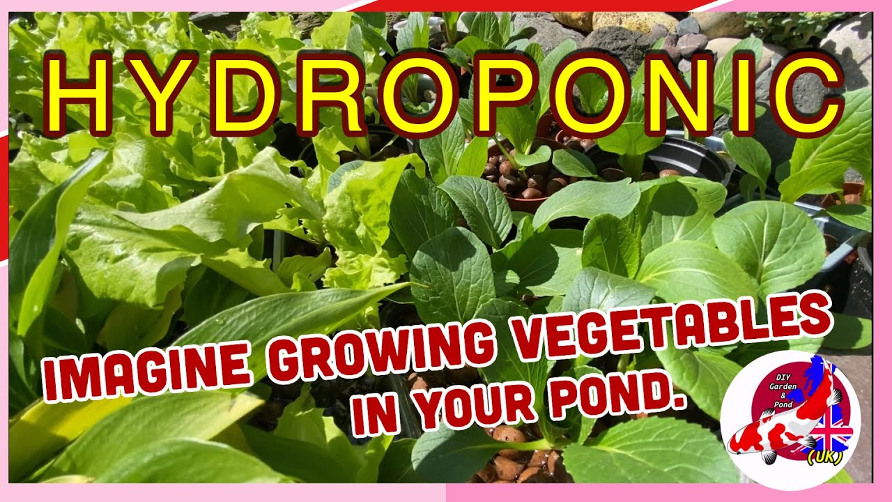 Hydroponics Koi Pond Filter