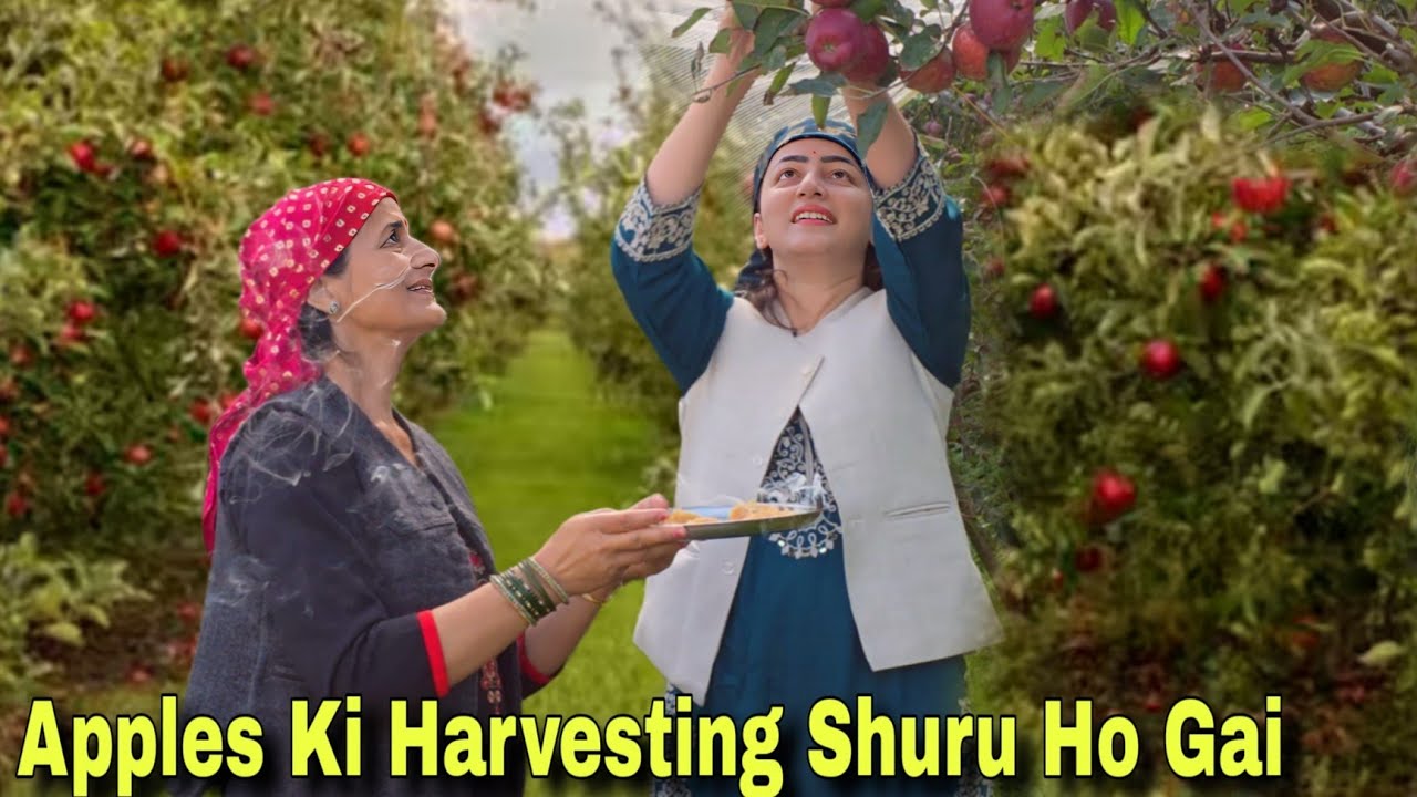 Apples Ki Harvesting Shuru Ho Gai || Mummy Ko Rona Aa Gaya ||  Jyotika and Rajat