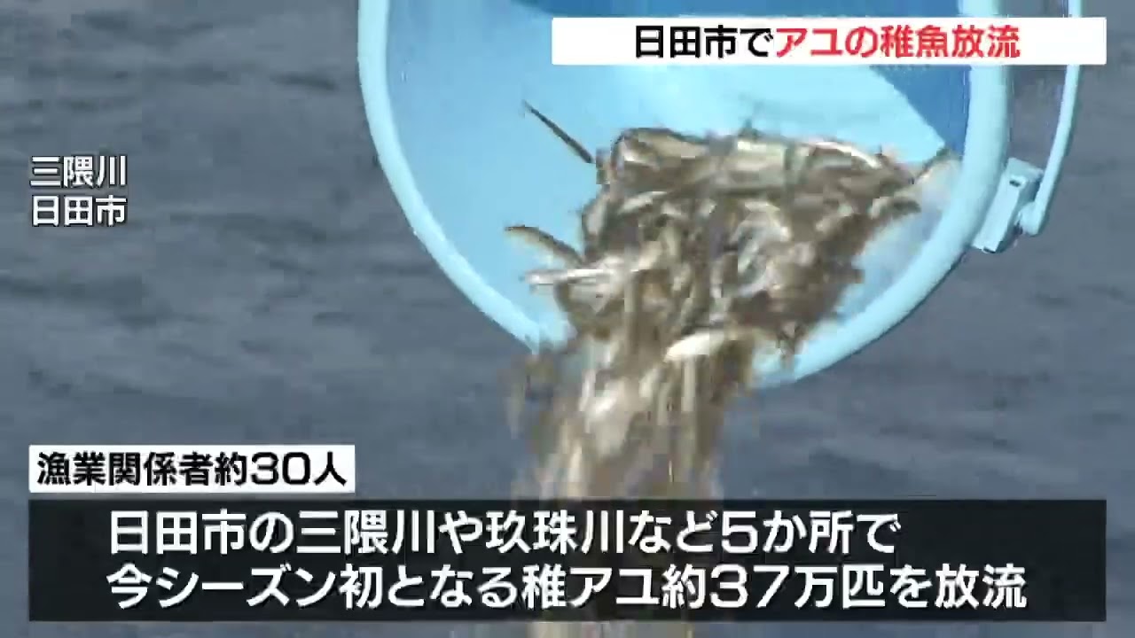 アユの稚魚37万匹を放流　5月20日の解禁に向け準備着々　大分・日田市