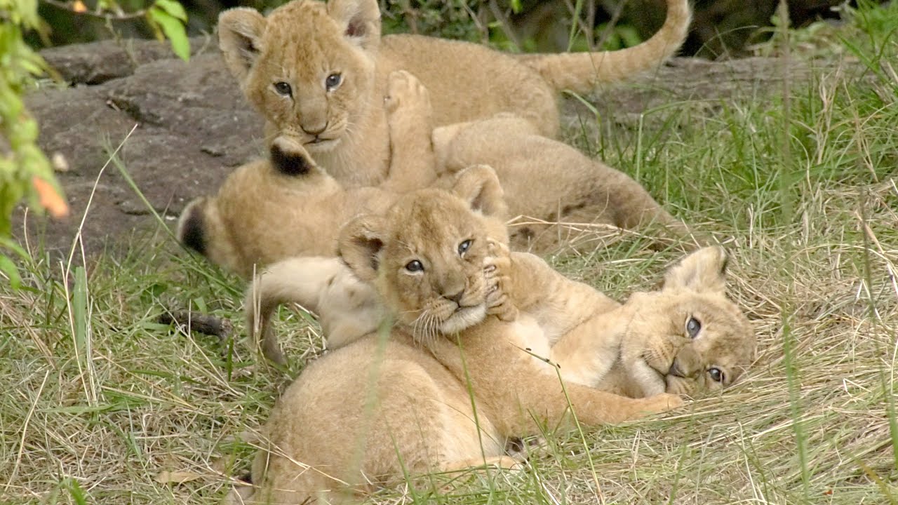 Hanging out with tiny lion cubs!