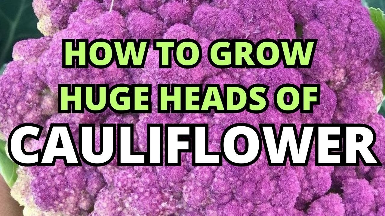 Secrets Revealed: How To Grow HUGE Cauliflower Heads From Seed #garden #cauliflower #gardeningtips