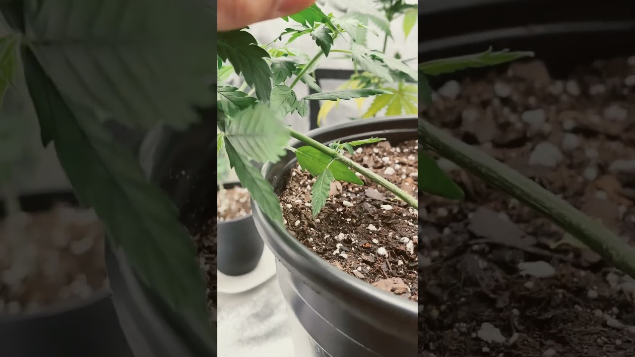Gelato autoflower Day#31 #LST