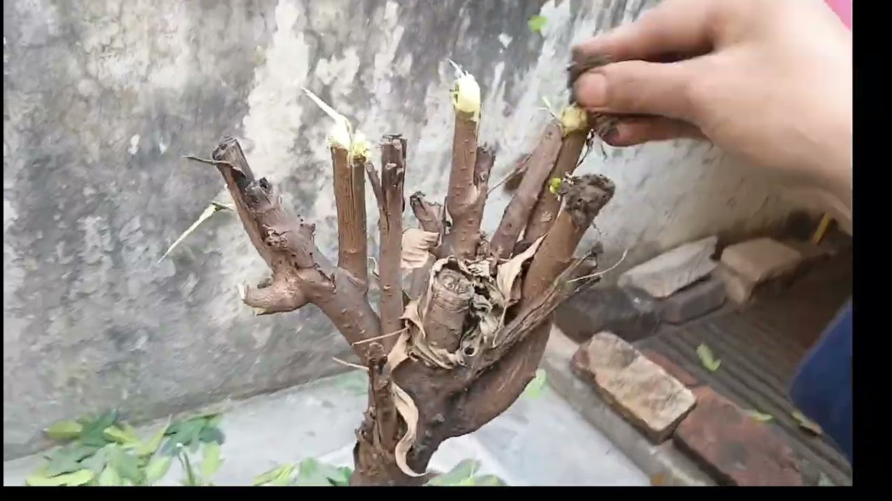 किसी भी पौधे की हार्ड पुरुनिंग आप कब और कैसे करें जानते हैं।#garden #nature #plants #flowers 