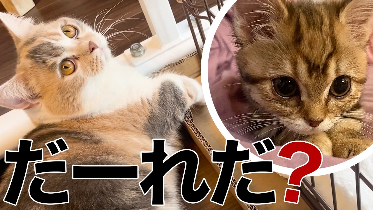 【三毛猫マンチカンのチー】新しい生活に向けて準備中