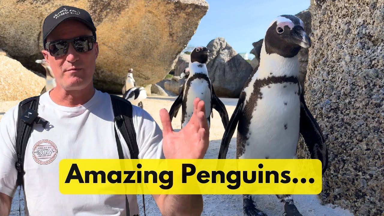 Africa Penguin Experience In Cape Town, South Africa