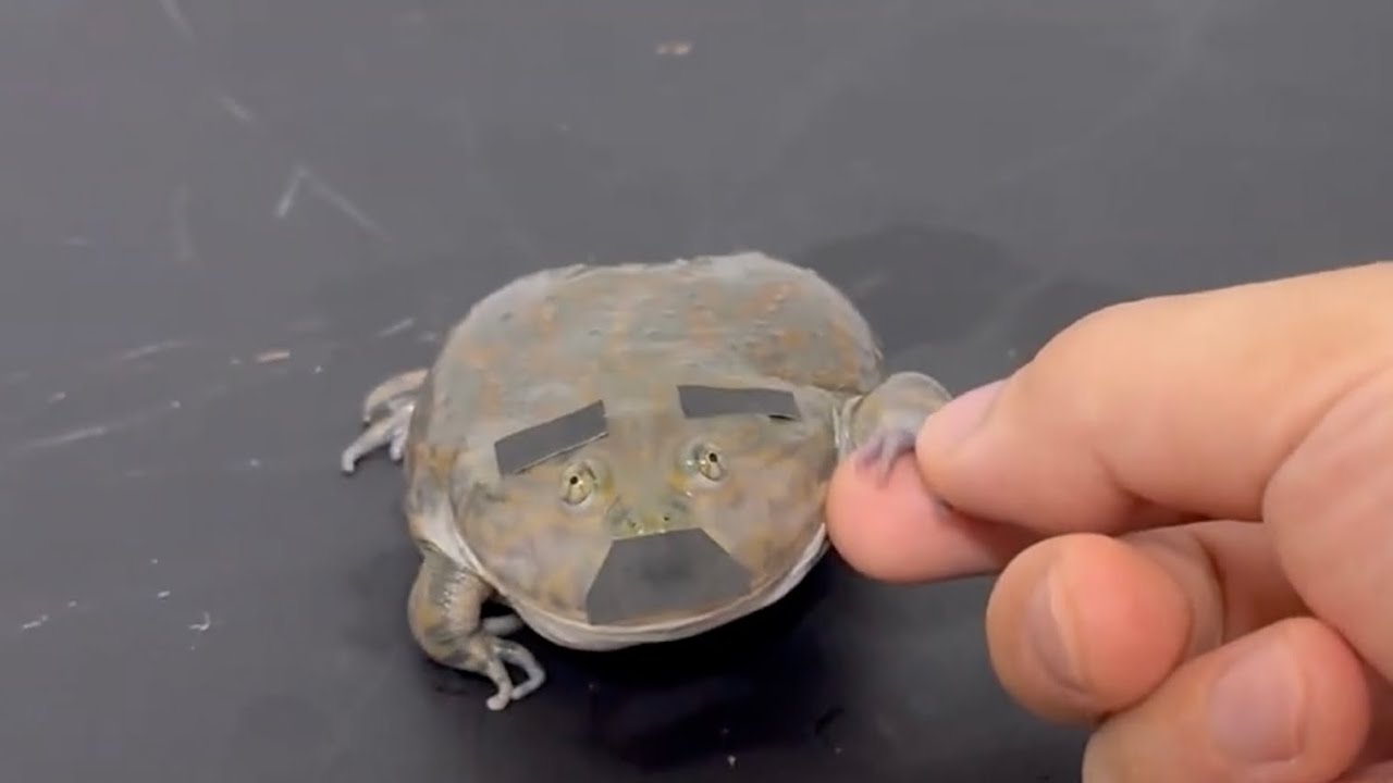 このカエル、可愛さのみで怖さをしらない