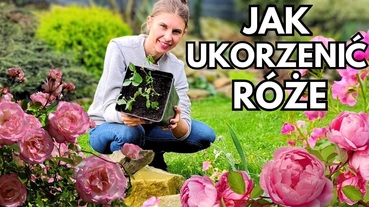 Sadzonki róż z przyciętych pędów. Jak to zrobić?