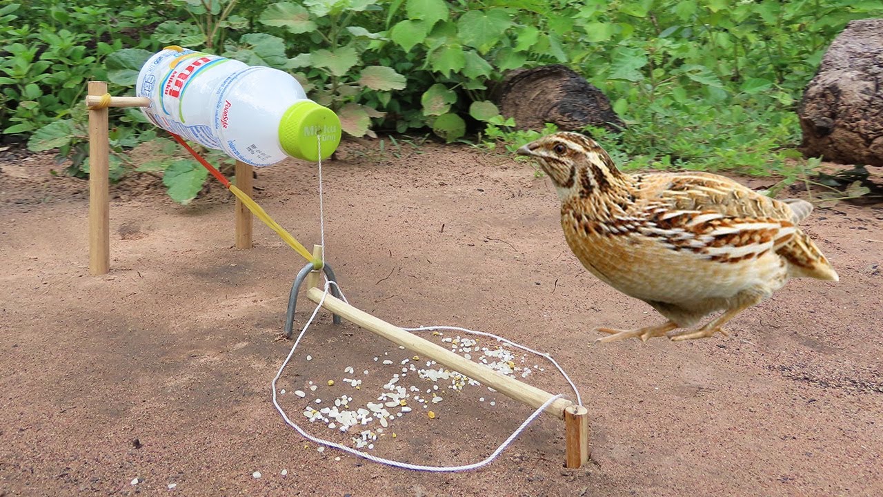 Easy Unique Quail Trap Using Plastic Bottle And Rubber Band - Simple Bird Trap That Work 100%