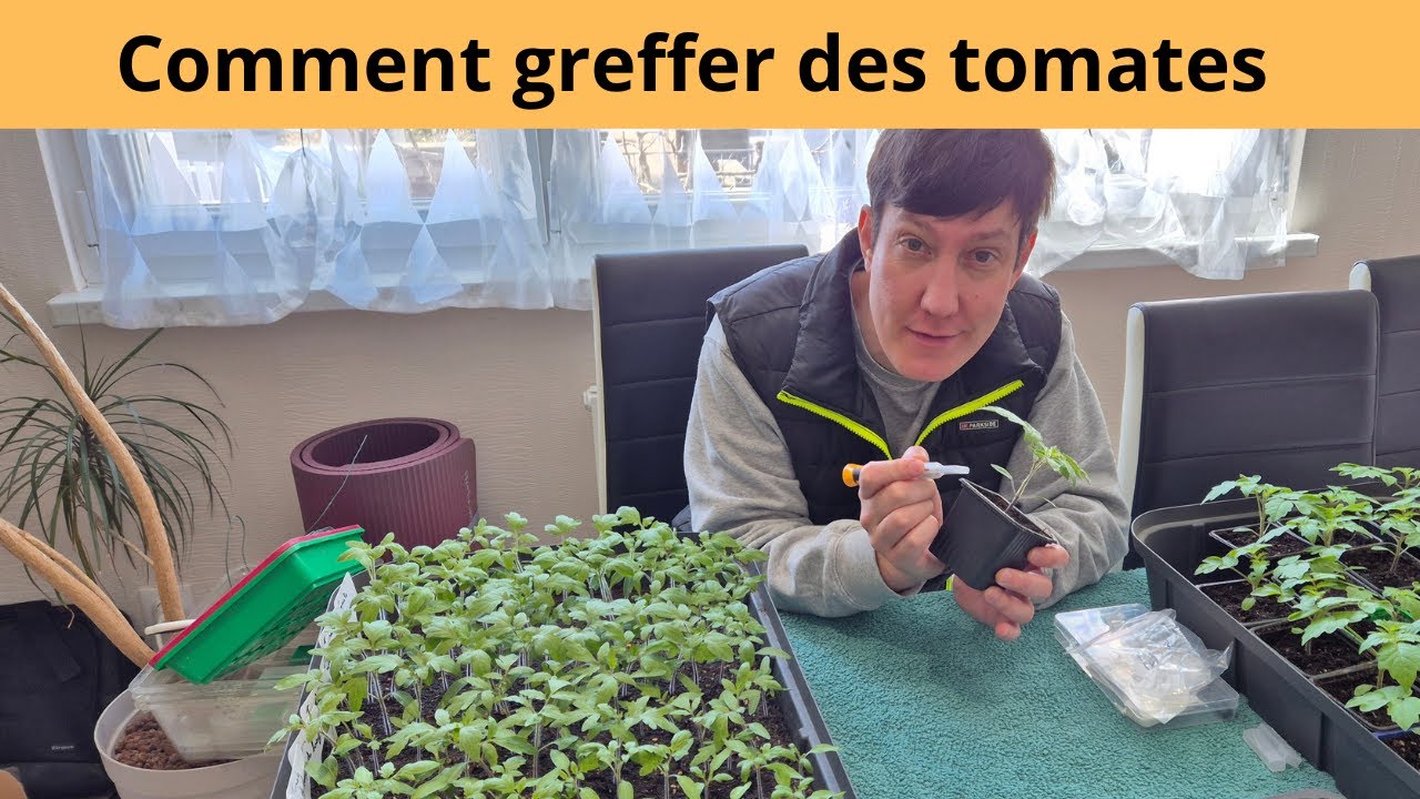 Comment greffer des tomates