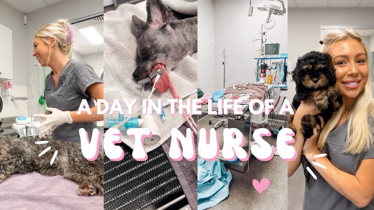 A Day in the life of a Vet Nurse - Tess Nolan