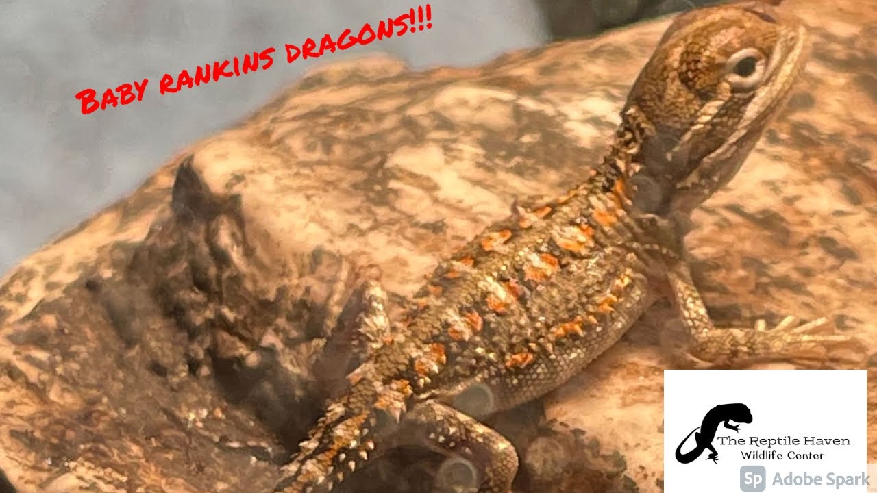 Baby Rankins Dragons @The Reptile Haven Wildlife Center
