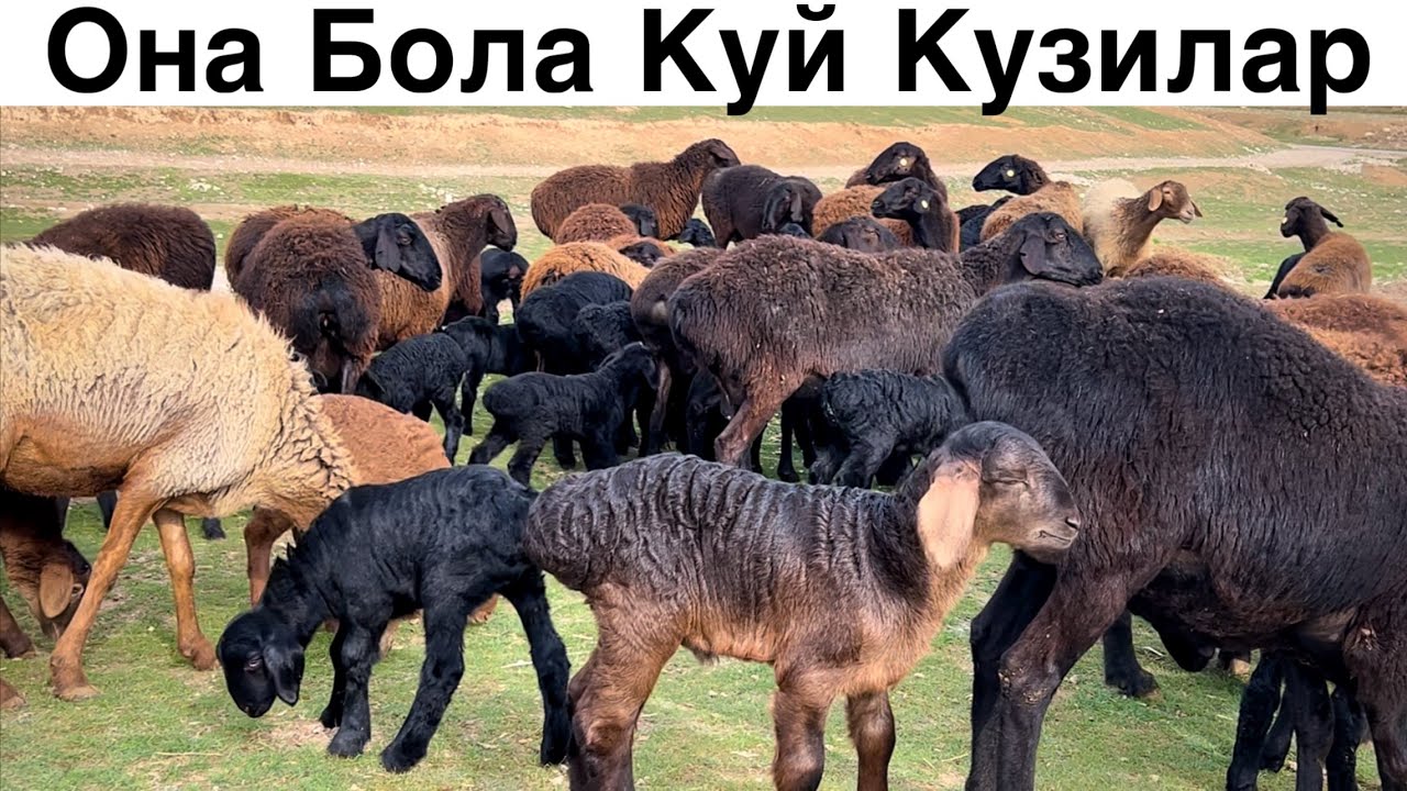 Егизчилар Келди! ☎️+998 70 125 0393 ☎️+998 99 196 8484