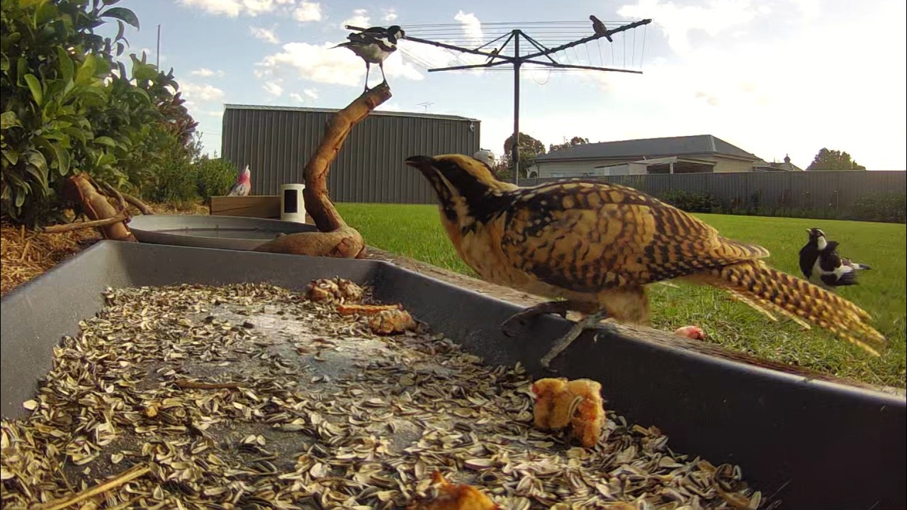 Eastern Koel  comes for afternoon snack | Australian Bird Feeder cam | 11/3/26 | cat tv | peewee |