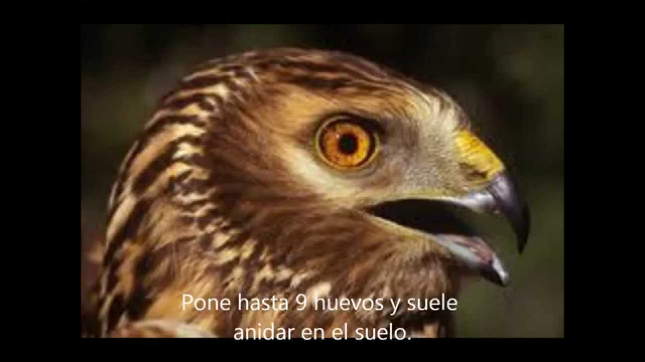 Rapaces ibéricas.wmv