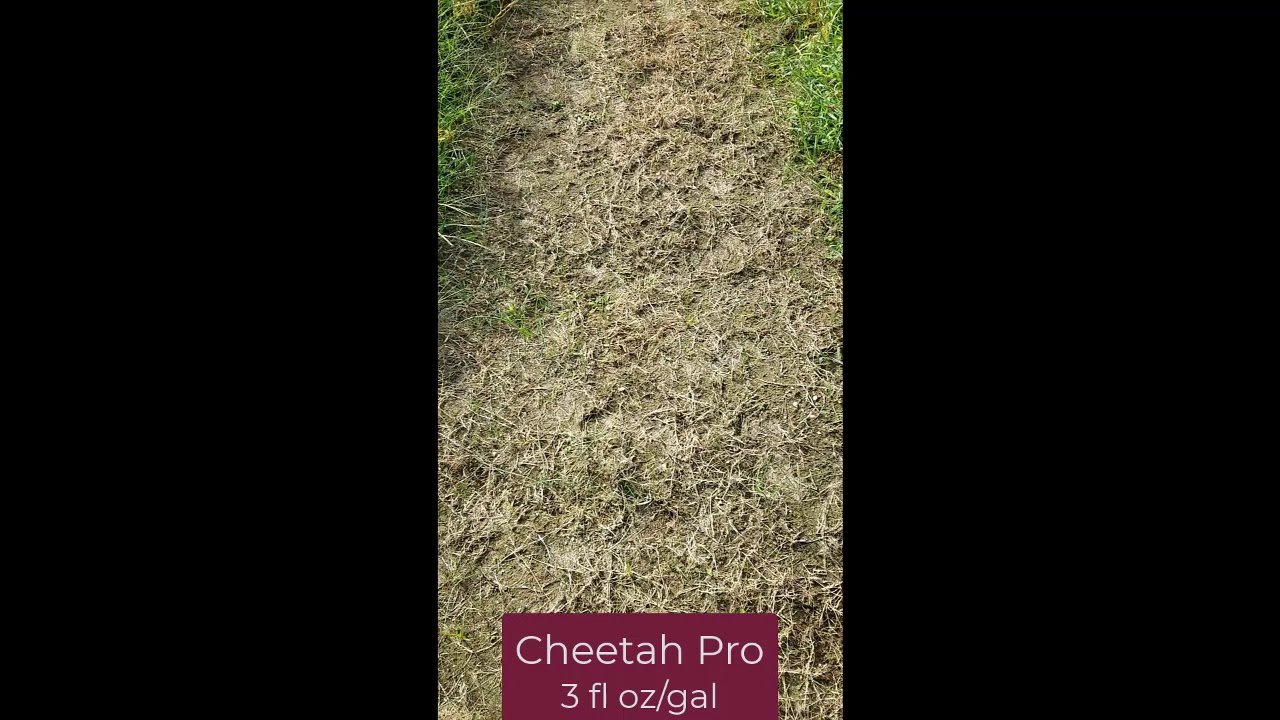 Field Study of Glyphosate Alternatives