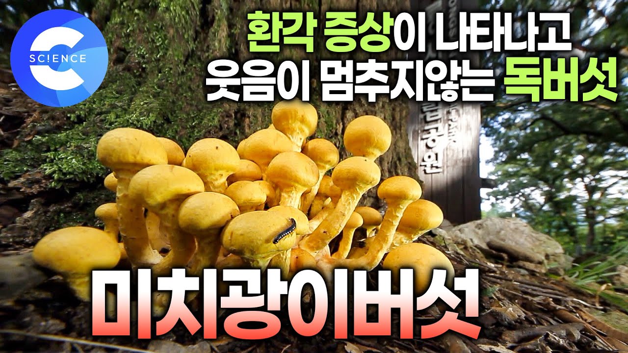 먹으면 웃음이 멈추지않는다고? 깊은 산 속이 아닌 주변 산책로나 등산로에 있는 독버섯들 🍄 | 독버섯 구별법 | 독버섯에 대한 오해
