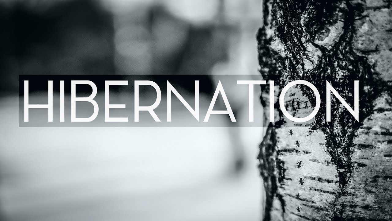 How your Ants manage Hibernation