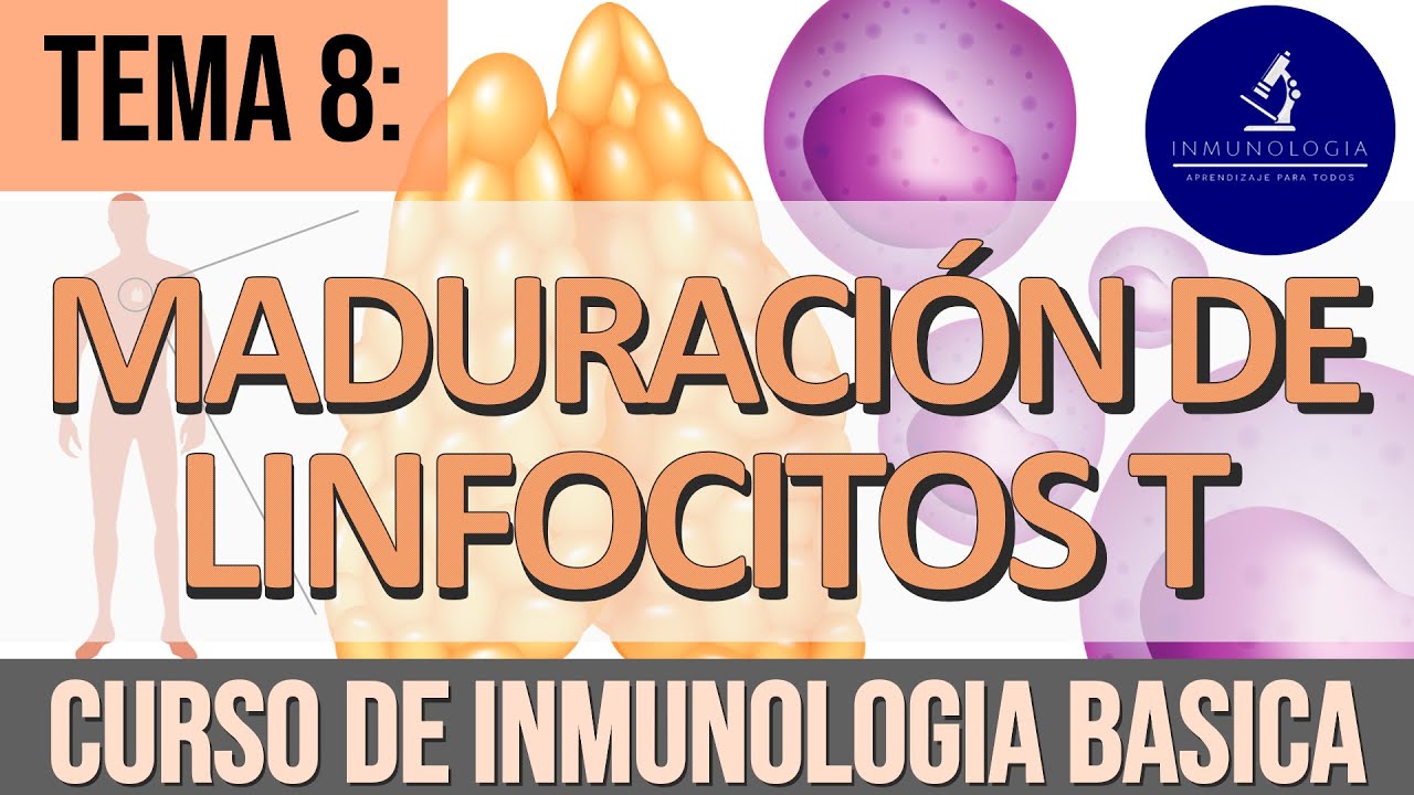 Maduración (Ontogenia) de Linfocitos T | Selección positiva y negativa - Compromiso de línea