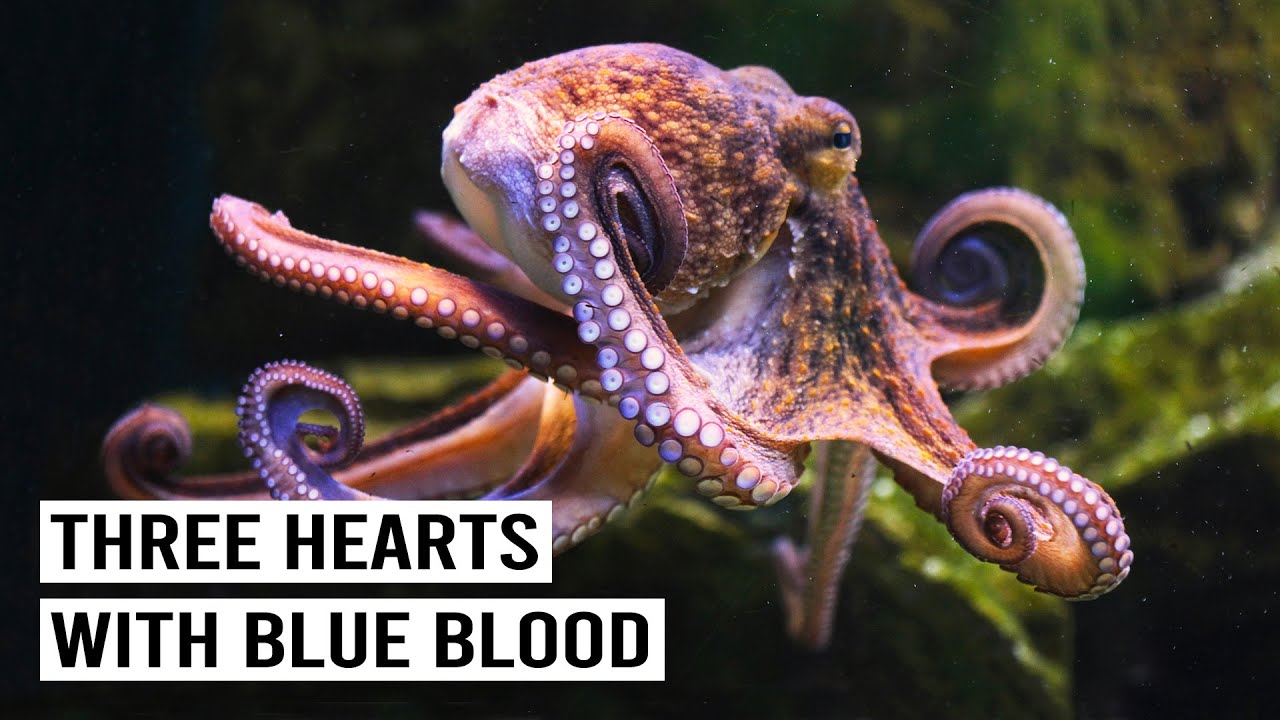 The Bizarre Biology Of Cephalopods