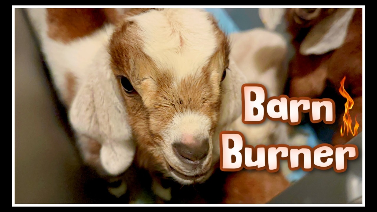 🔥 Barn Burner~Goat Kidding 2026 Part 4