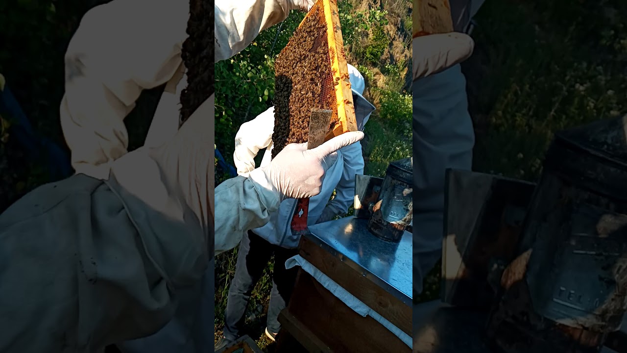 ARICILIKTA EN BASİT 6/9 UYGULAMASI NEDEN VE NİÇİNLERİYLE NASIL OLUR VE NE ZAMAN KONTROL EDİLMELİDİR?