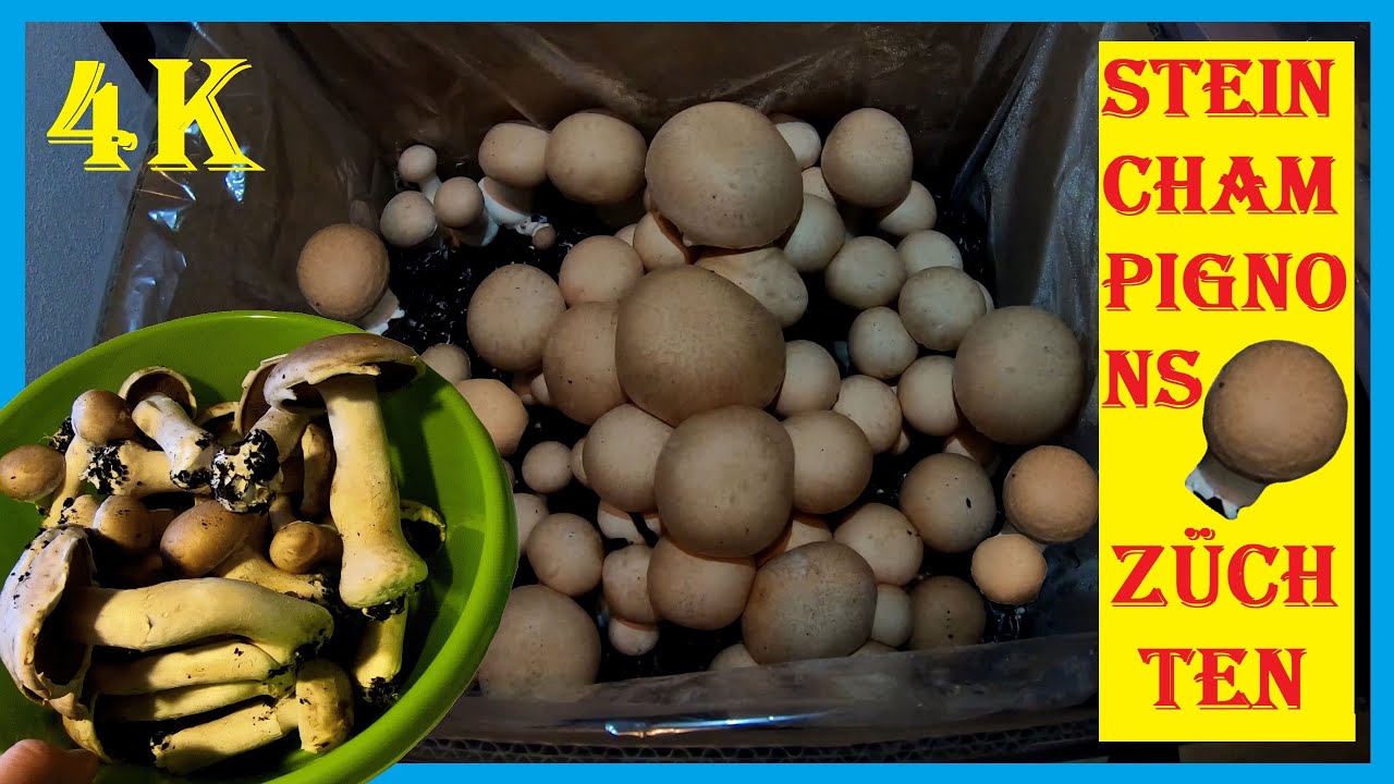 Pilze züchten - Eigene Champignons im Haus züchten - Champignon Pilzbox von Pilzmännchen - 4K
