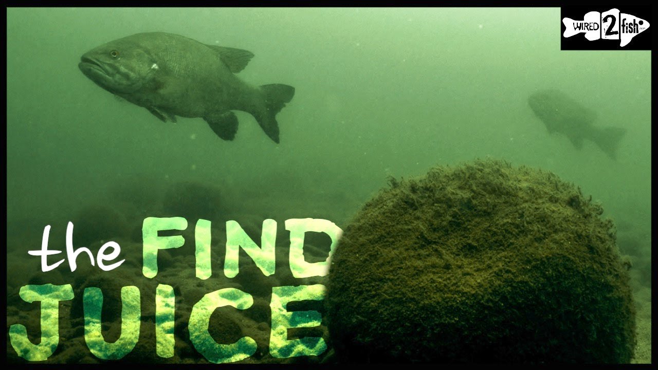 How to Find Good Fishing Spots with Forward-Looking Sonar