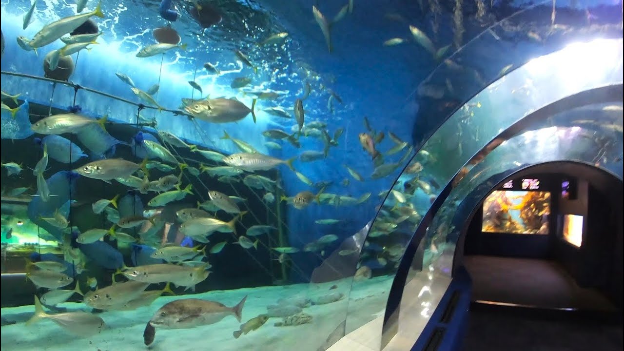 むつ湾の海,青森県営浅虫水族館,Mutsu bay,Asamushi Aquarium,Aomori,Japan