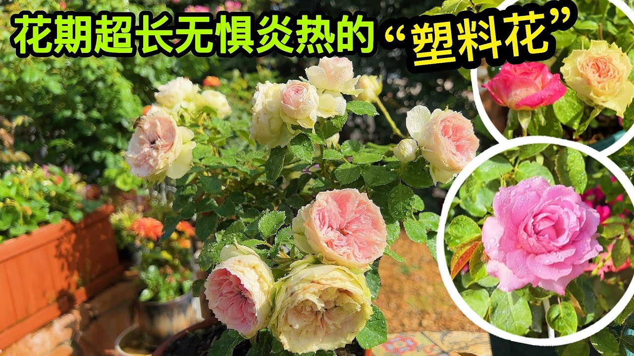 介绍几款超长花期无惧炎热的玫瑰！凉爽环境待机更恐怖堪称鲜花中的塑料花！园艺篇489