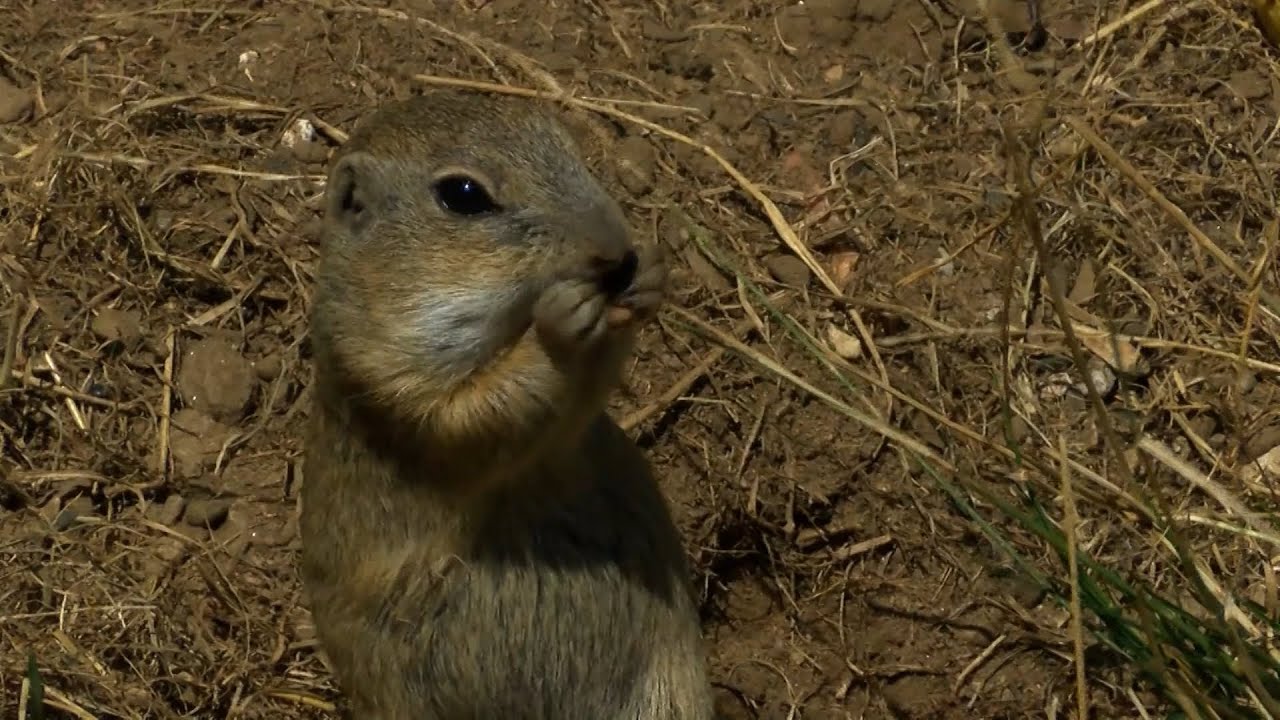 A Murányi-fennsík fő látványossága a megszelídített ürgék