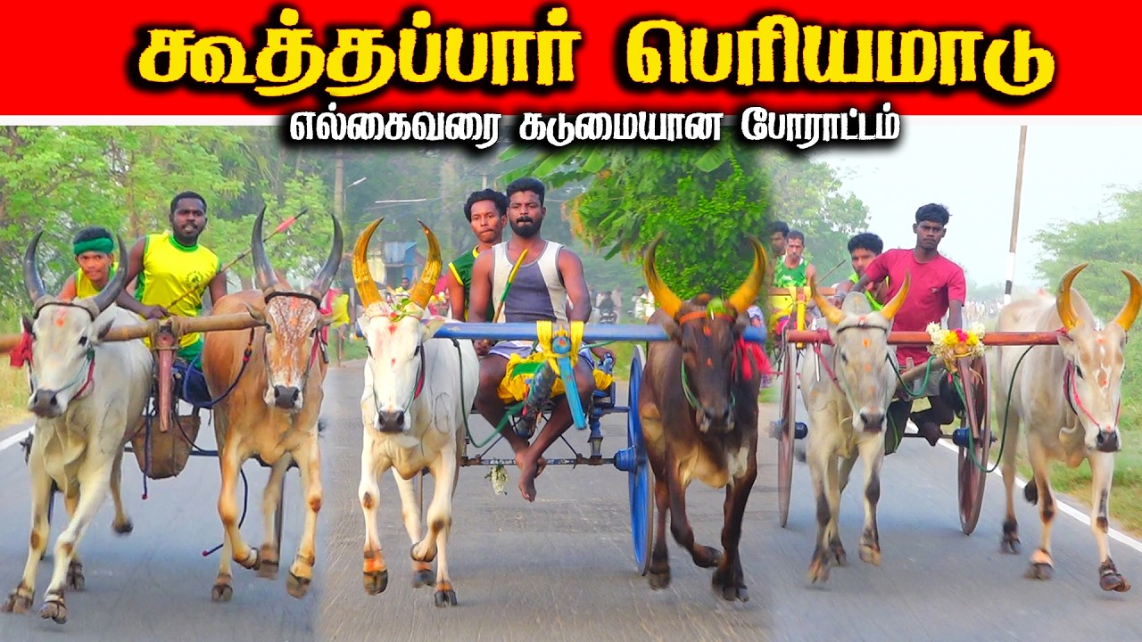 திருச்சி(மாவட்டம்) கூத்தப்பார் பெரியமாடு பந்தயம் 08.02.2026
