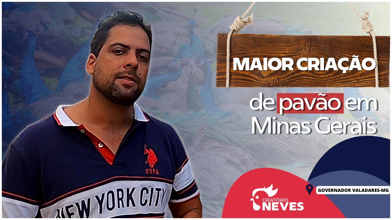 Como criar PAVÃO azul. A maior CRIAÇÃO DE PAVÃO de MG. Veja como ele GANHA dinheiro em seu sítio.