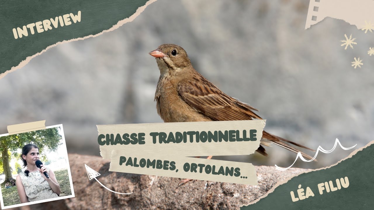 Entretien avec Léa Filiu sur les chasses traditionnelles