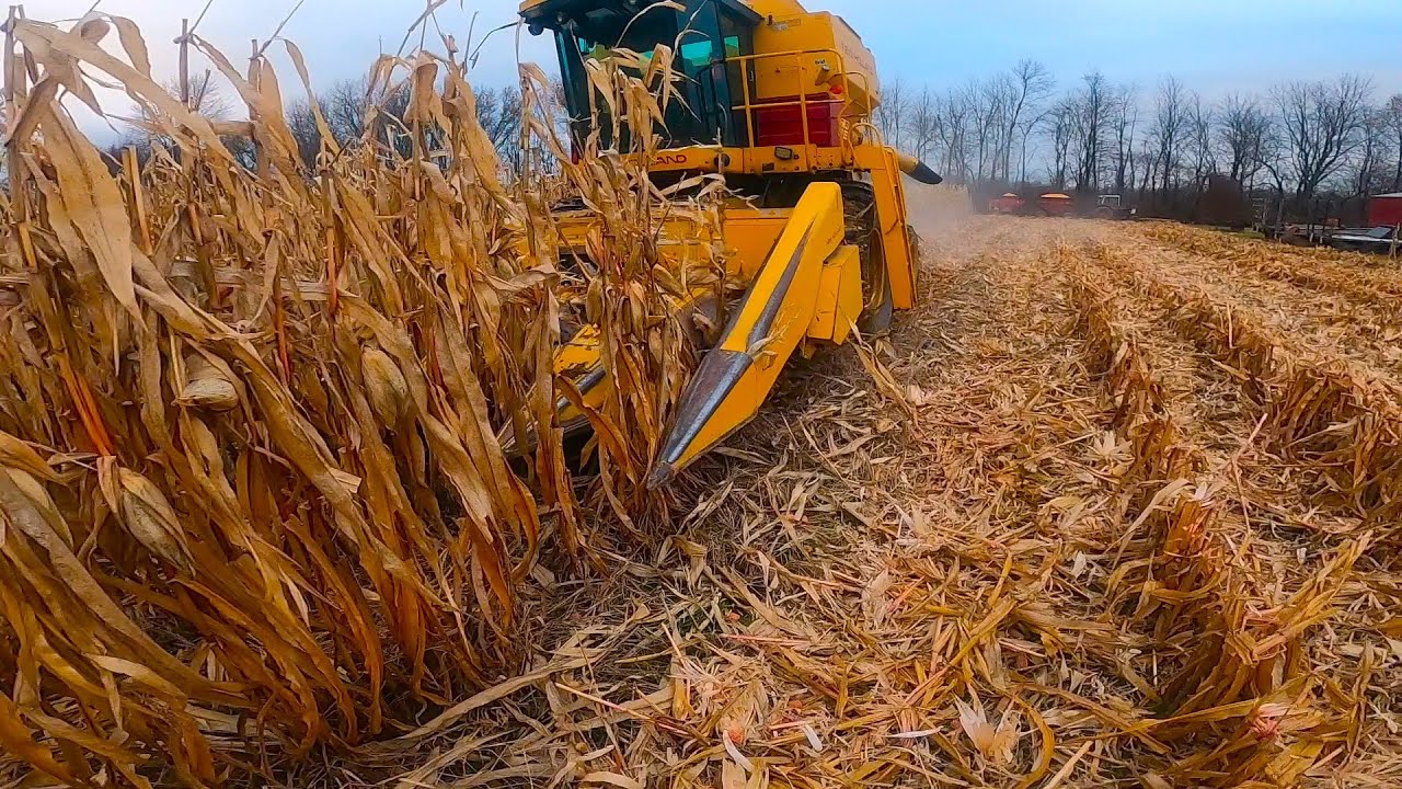 High Moisture Corn Harvest