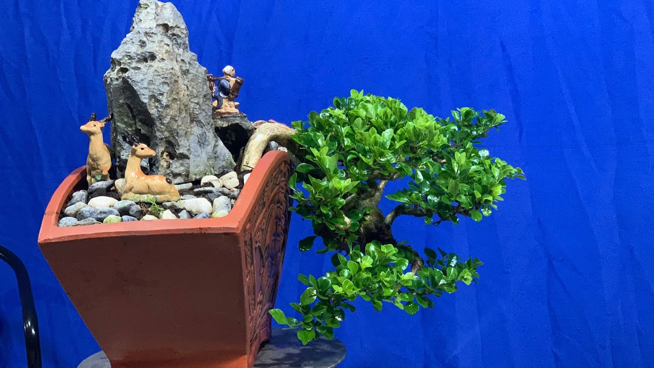 PHẠM BÁCH BONSAI  