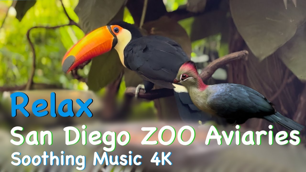 RELAX- San Diego Zoo Aviary Birds 4K