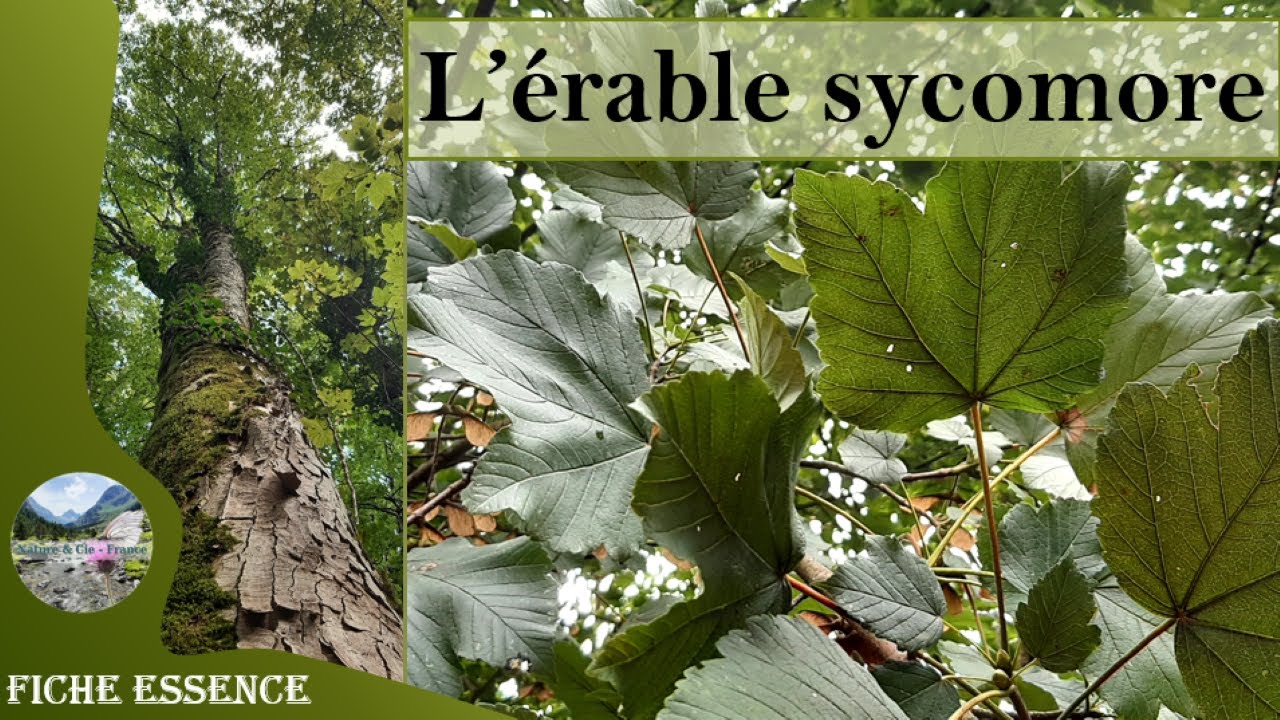 L'&eacute;rable sycomore (Acer pseudoplatanus) : comment reconna&icirc;tre cet arbre majestueux de nos for&ecirc;ts ?